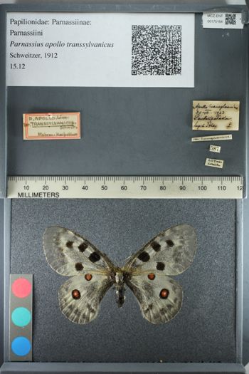 Media type: image;   Entomology 175164